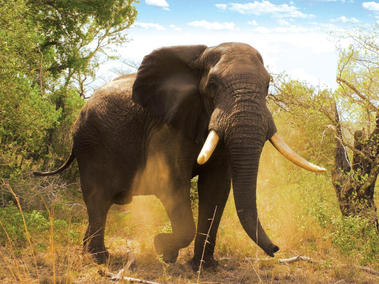 Tembe Elephant Park Lodge Sihangwane Exterior photo
