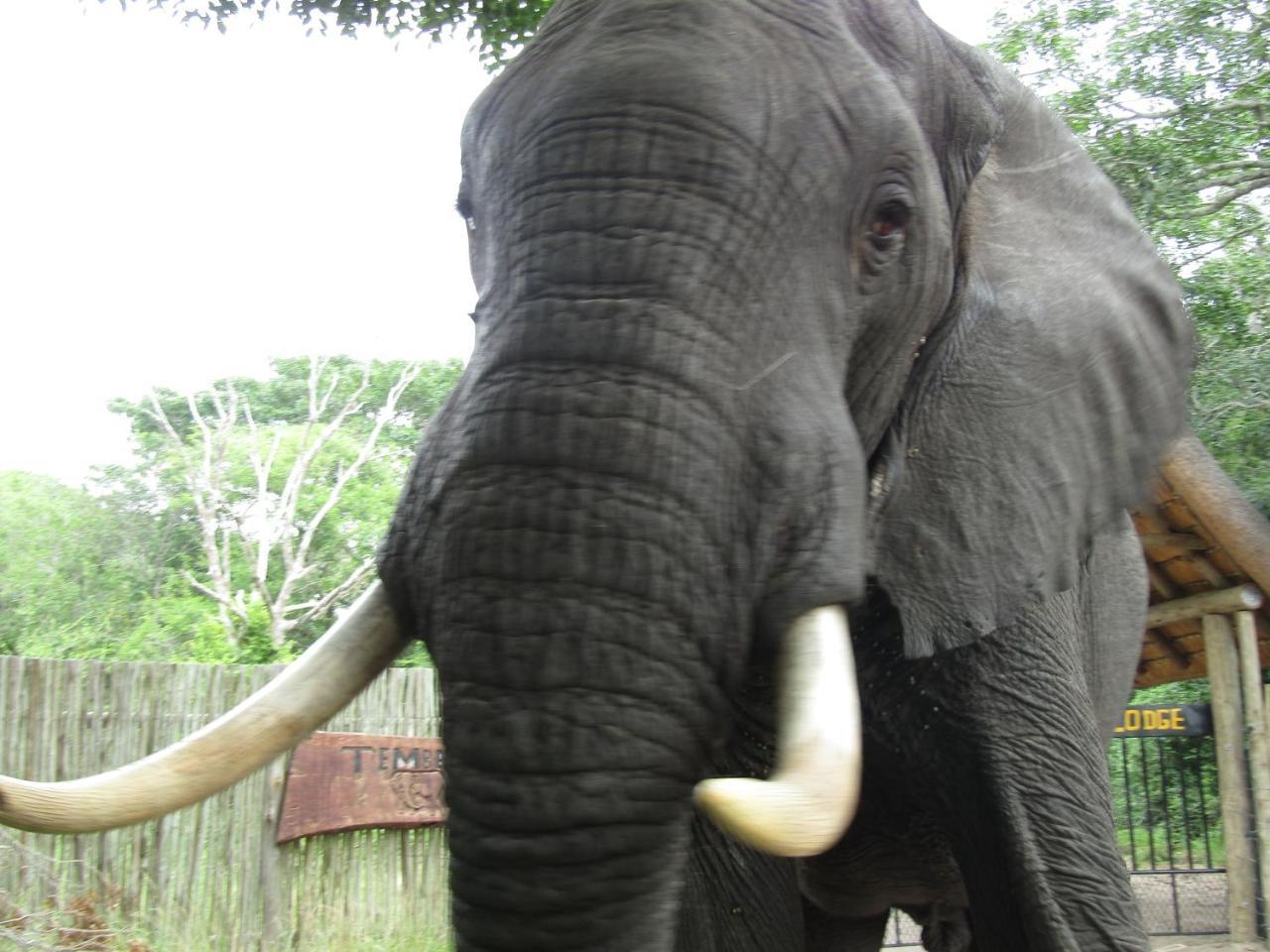 Tembe Elephant Park Lodge Sihangwane Exterior photo